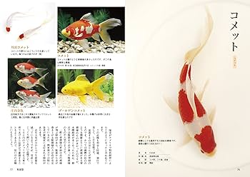 きんぎょページ きんぎょ飼育図鑑 (アクアライフの本) | 杉野 裕志 |本 | 通販